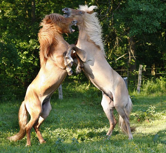Valur von Heidmoor und Farsaell von Heidmoor e.jpg